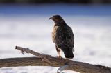 myszołów Buteo buteo