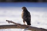 myszołów Buteo buteo