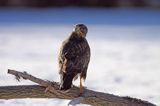 myszołów Buteo buteo