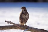 myszołów Buteo buteo