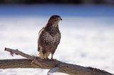 myszołów Buteo buteo