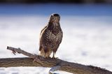 myszołów Buteo buteo