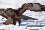 myszołów Buteo buteo