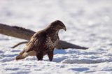 myszołów Buteo buteo