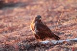 myszołów Buteo buteo