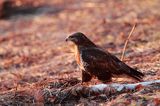 myszołów Buteo buteo