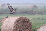 myszołów, buteo buteo, łąka nad Notecią