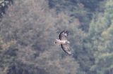 myszołów, buteo buteo, odmiana jasna