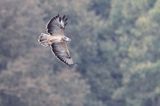 myszołów, buteo buteo, odmiana jasna