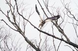 myszołów, buteo buteo, odmiana jasna