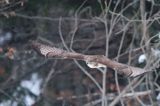 myszołów Buteo buteo