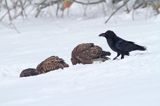 kruk, Corvus corax i myszołowy Buteo buteo