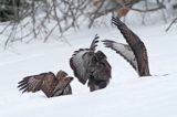 myszołów Buteo buteo