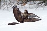 myszołów Buteo buteo