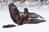 myszołów Buteo buteo