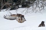 myszołów Buteo buteo