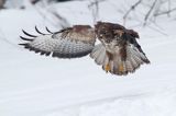 myszołów Buteo buteo