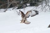 myszołów Buteo buteo