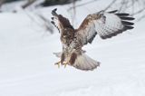 myszołów Buteo buteo