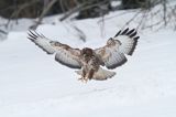 myszołów Buteo buteo