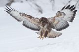 myszołów Buteo buteo