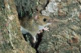 mysz wielkooka leśna Apodemus flavicolis