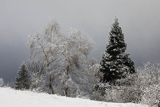 Szadzie na stoku Połoniny Caryńskiej