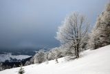 Szadzie na stoku Połoniny Caryńskiej