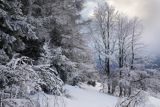 Szadzie na stoku Połoniny Caryńskiej