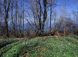 Nadmorski Park Krajobrazowy, Rozewie