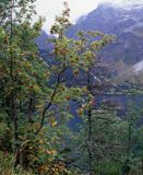 Tatry, nad Morskim Okiem, Jarząb pospolity, jarząb zwyczajny, jarzębina, Sorbus aucuparia