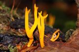 pięknoróg największy, Calocera viscosa