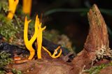 pięknoróg największy, Calocera viscosa