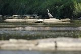 czapla siwa Ardea cinerea
