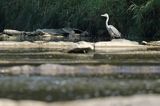 czapla siwa Ardea cinerea