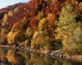 las nad Solinką Bieszczady