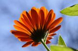 Nagietek lekarski, Calendula officinalis