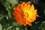 Nagietek lekarski, Calendula officinalis