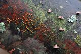 Łzawik rozciekliwy, Dacryomyces stillatus, na martwym pniu, las na Otrycie, buczyna, Bieszczady