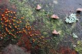 Łzawik rozciekliwy, Dacryomyces stillatus, na martwym pniu, las na Otrycie, buczyna, Bieszczady