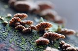 rozszczepka pospilita, Schizophyllum commune, na martwym pniu, las na Otrycie, buczyna, Bieszczady