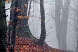 las na Otrycie, buczyna, Bieszczady