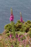 Naparstnica purpurowa Digitalis purpurea)