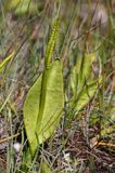 Nasięźrzał pospolity, Ophioglossum vulgatum