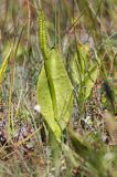 Nasięźrzał pospolity, Ophioglossum vulgatum