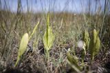 Nasięźrzał pospolity, Ophioglossum vulgatum