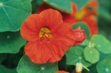 nasturcja Tropaeolum majus)