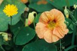 nasturcja Tropaeolum majus)