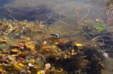 zaskroniec, Natrix natrix w Bałtyku, wyspa Rodhamn, Alandy, Finlandia grasssnake, grass snake, natrix natrix, Rodhamn Island, Alands, Finland