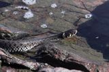 zaskroniec, Natrix natrix w Bałtyku, Bano On, archipelag Foglo Alandy, Finlandia grasssnake, grass snake, natrix natrix, Foglo, Alands, Finland